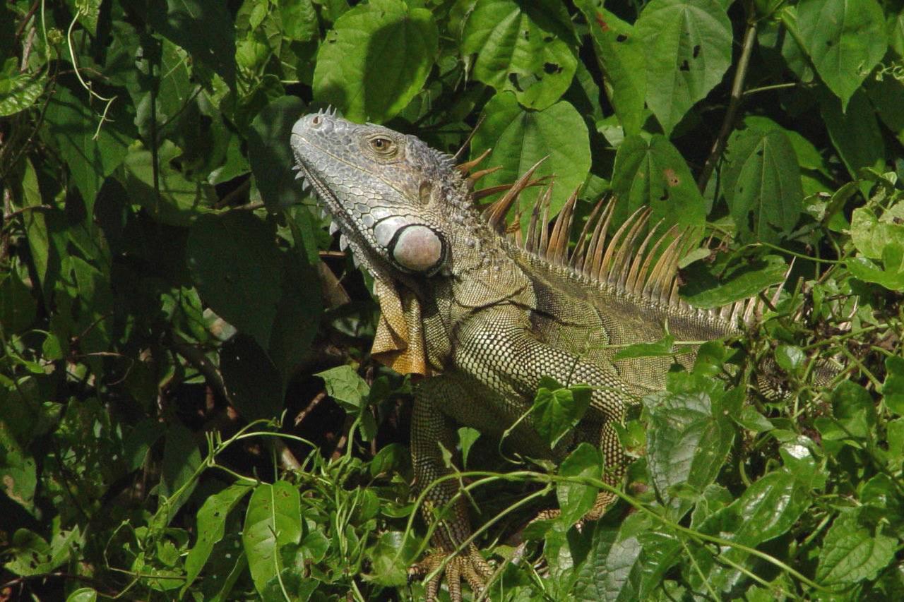 Anaconda Amazon Island Vila Manaus Exterior foto