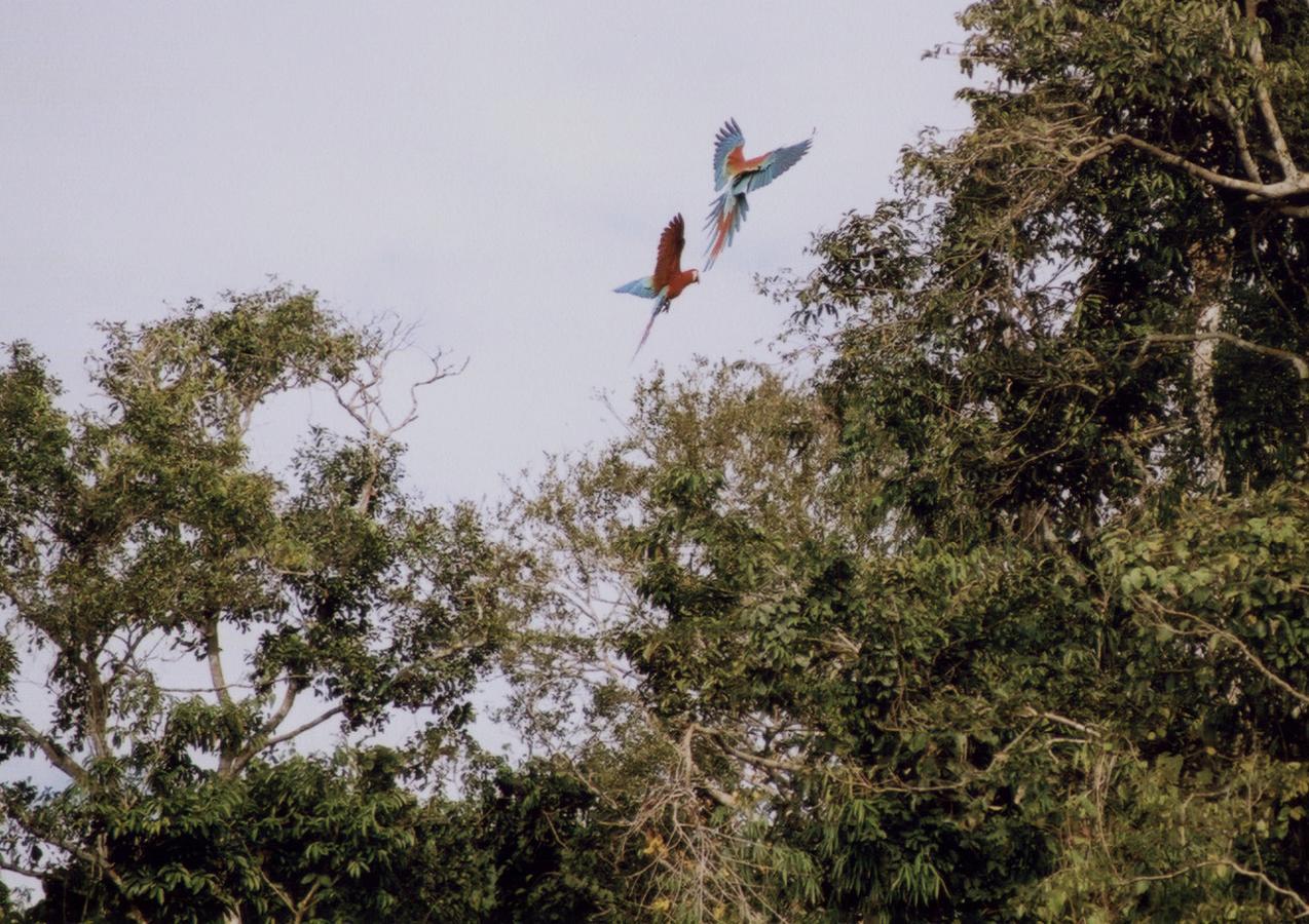 Anaconda Amazon Island Vila Manaus Exterior foto