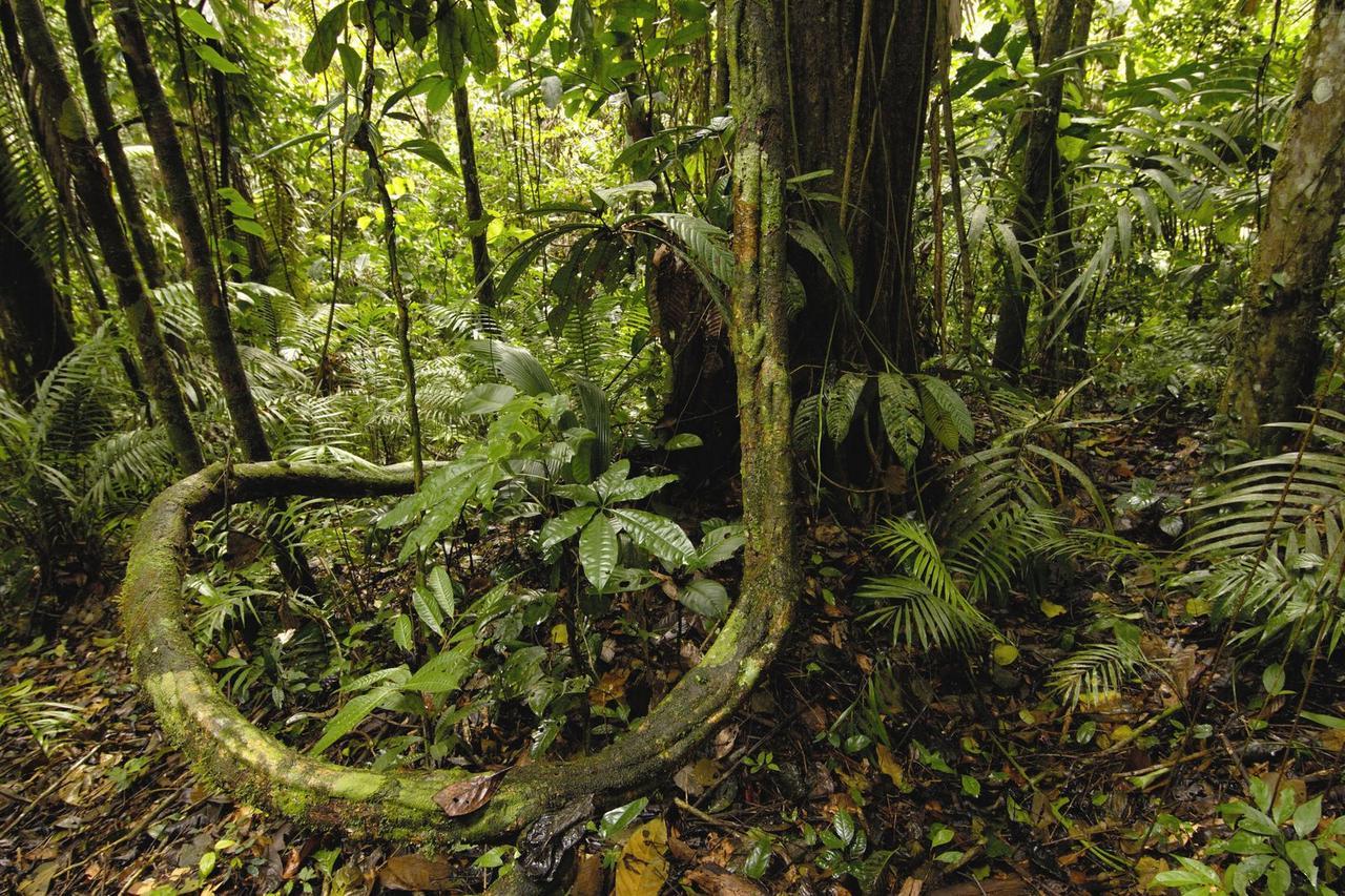 Anaconda Amazon Island Vila Manaus Exterior foto